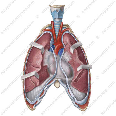 Lungs (pulmones)