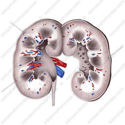 Kidneys (ren)