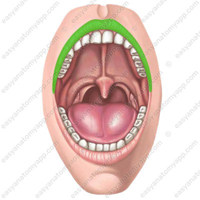 Upper lip (labium superius)
