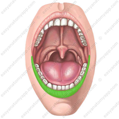 Lower lip (labium inferius)