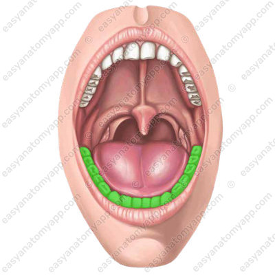 Mandibular dental arcade (arcus dentalis mandibularis)