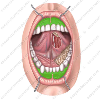 Gingiva or gums (gingiva)