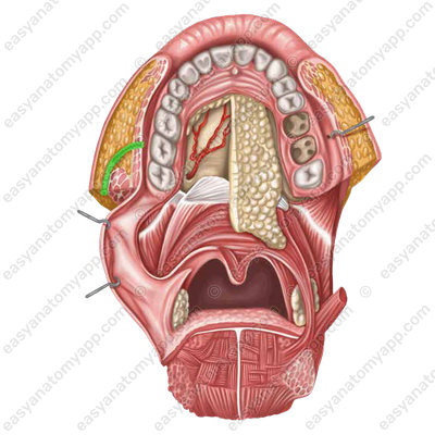 Excretory duct of the parotid salivary gland (ductus parotideus)