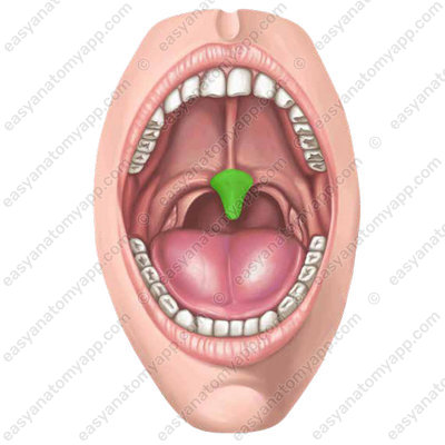 Uvula (uvula palatina)