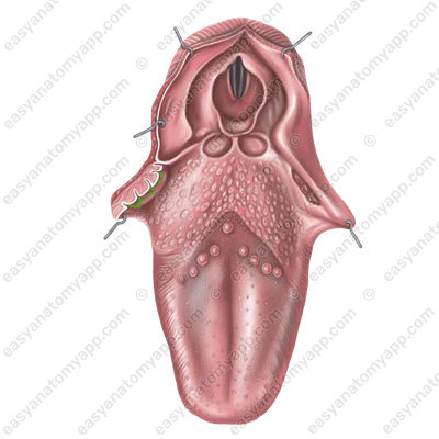 Tonsillar fossa (fossa tonsillaris)