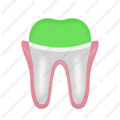Teeth (dentes)