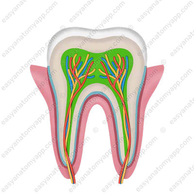Dental pulp (pulpa dentis)