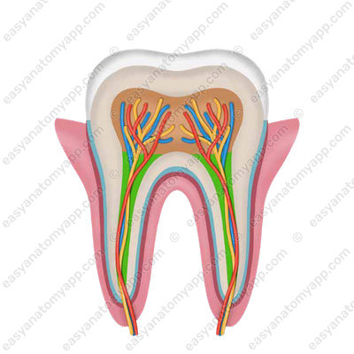 Root canal of the tooth (canalis radicis dentis)