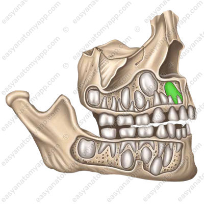 Permanent teeth (dentes permanentes)