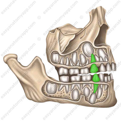 Deciduous teeth (dentes decidui)