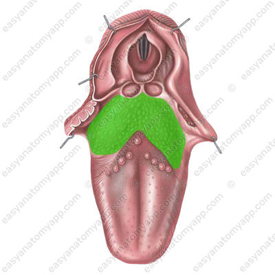 Root or base of the tongue (radix linguae)