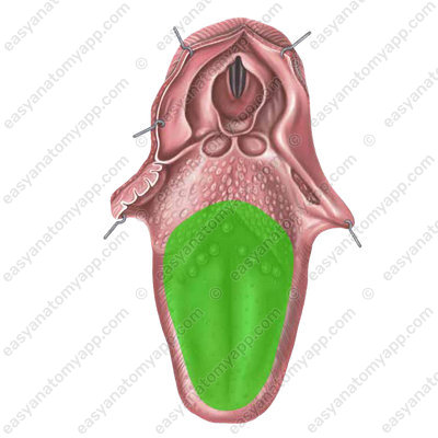 Dorsum of the tongue (dorsum linguae)