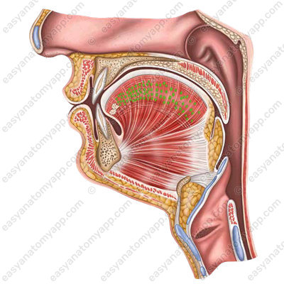 Transverse muscle of the tongue (m. transversus linguae)
