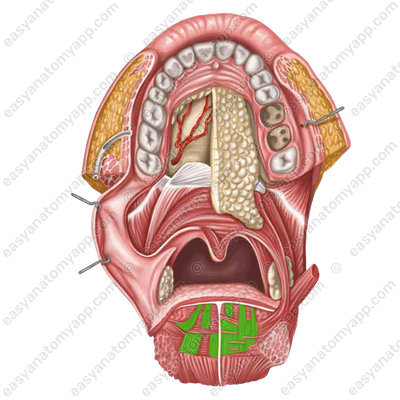 Vertical muscle of the tongue<br />
(m. verticalis linguae)