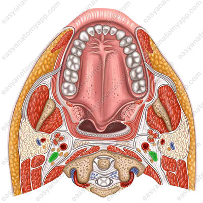 Internal jugular vein (v. jugularis interna)
