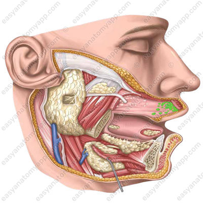 Labial glands (glandulae labiales)
