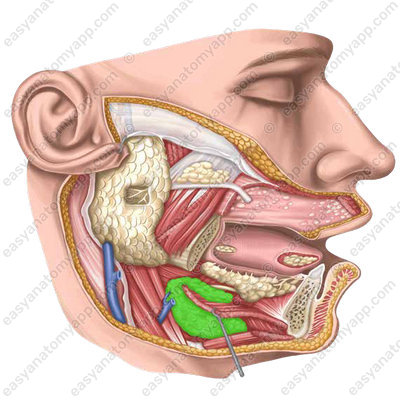 Submandibular gland (glandula submandibularis)