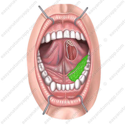 Submandibular salivary gland (glandula submandibularis)