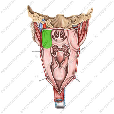Nasal part (pars nasalis)
