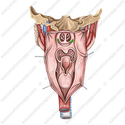 Pharyngeal opening of the auditory tube (ostium pharyngeum tubae auditivae)
