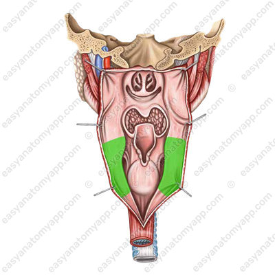 Laryngeal part (pars laryngea)