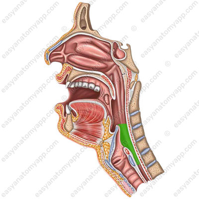 Laryngeal part (pars laryngea)