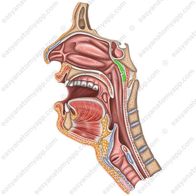 Pharyngeal tonsil (tonsilla pharyngea)