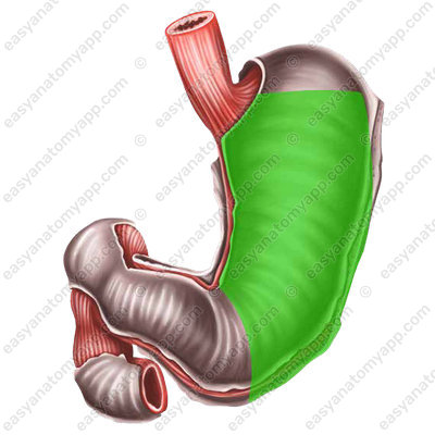 Gastric body (corpus ventriculi)