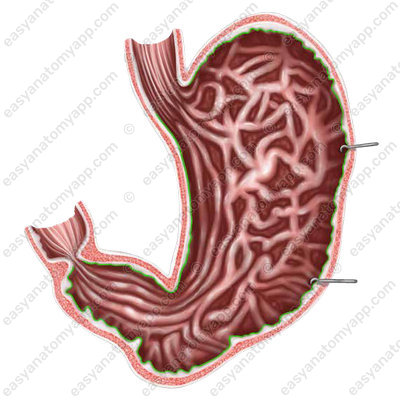 Mucous membrane (tunica mucosa)