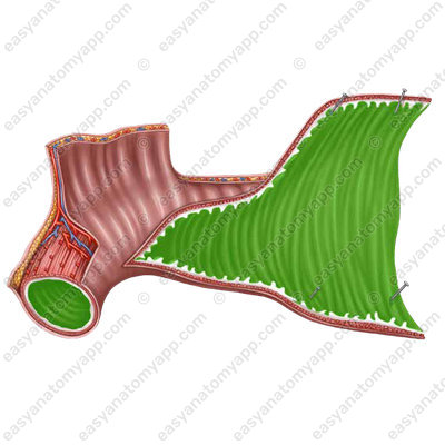 Mucous membrane (tunica mucosa)