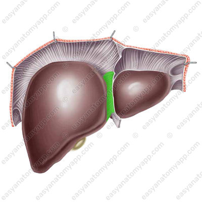 Falciform ligament of the liver (lig. falciformis hepatis)