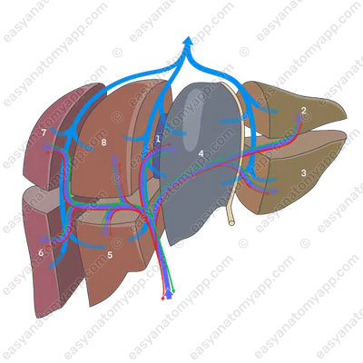 Couinaud classification of liver segments