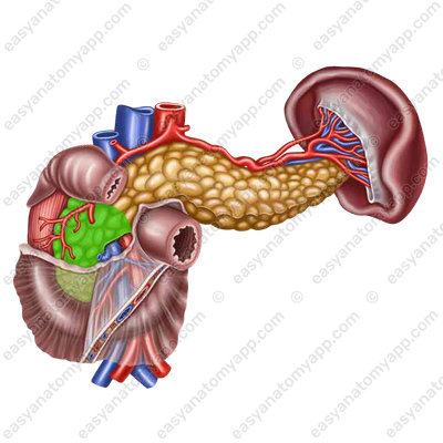 Head of the pancreas (caput pancreatis)