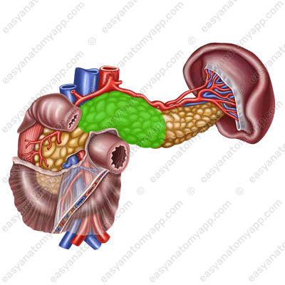 Body of the pancreas (corpus pancreatis)
