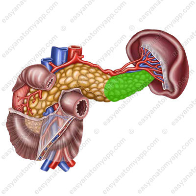 Tail of the pancreas (cauda pancreatis)