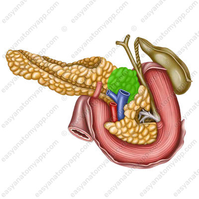 Pancreatic notch (incisura pancreatis)