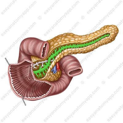 Main pancreatic duct. Duct of Wirsung (ductus pancreaticus)