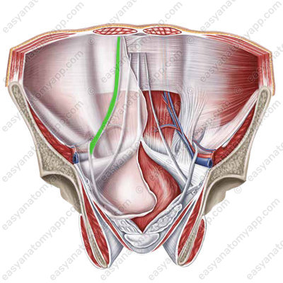 Lateral umbilical fold (plica umbilicalis lateralis)