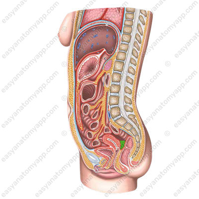 Recto-uterine pouch (excavatio rectouterina)