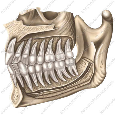 Зубы (dentes)