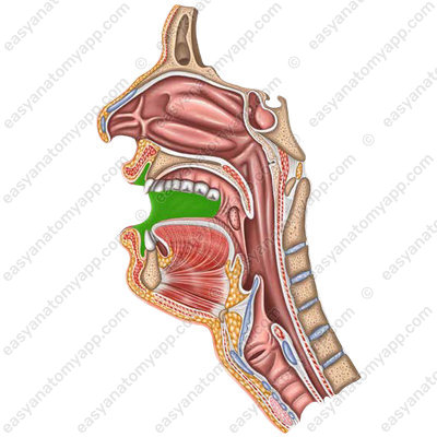 Преддверие рта (vestibulum oris)