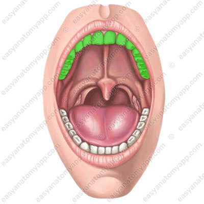 Зубная дуга верхней челюсти (arcus dentalis maxillaris)