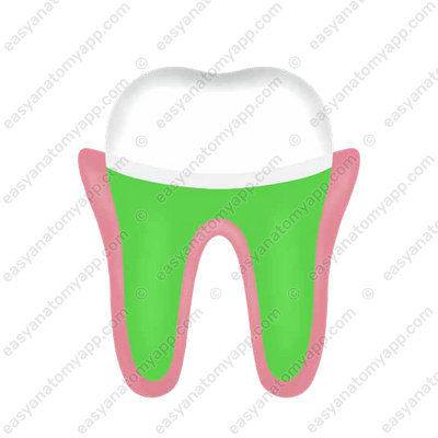 Корень (radix dentis)
