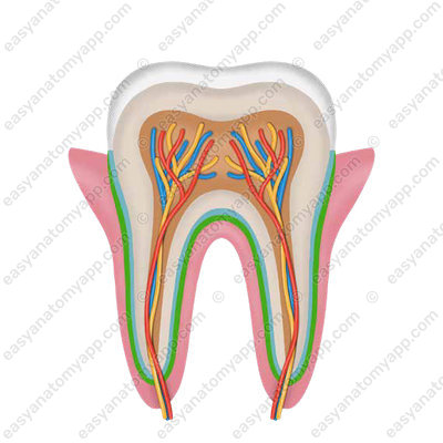 Периодонт (periodontium)