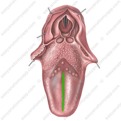 Срединная борозда (sulcus medianus linguae)