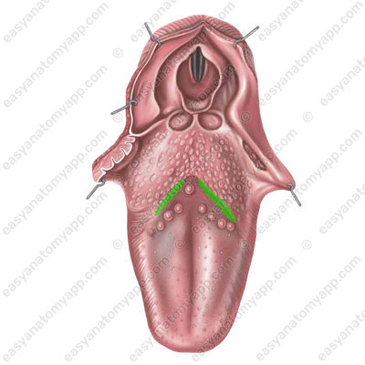Пограничная борозда (sulcus terminalis linguae)