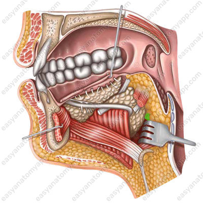 Язычная артерия (arteria lingualis)