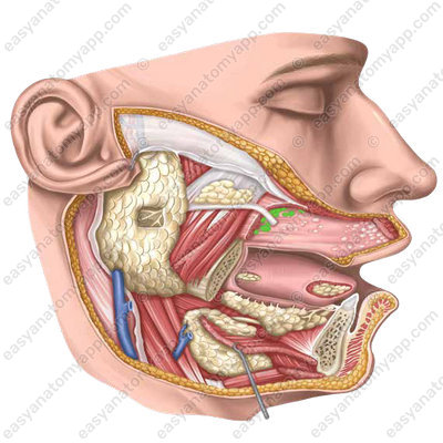 Молярные железы (glandulae molares)
