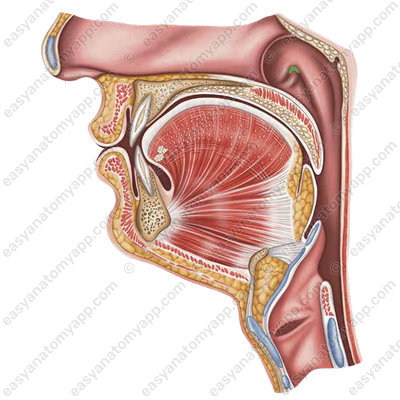 Глоточное отверстие слуховой трубы (ostium pharyngeum tubae auditivae)