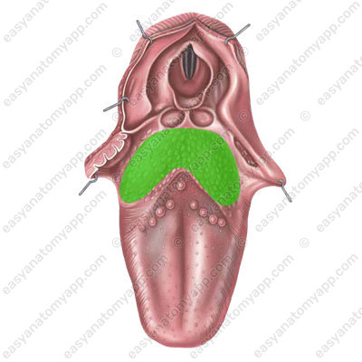 Язычная миндалина (tonsilla lingualis)